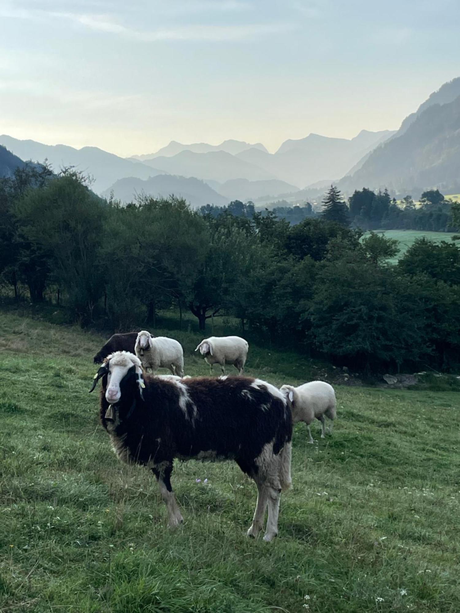 Ferienwohnung Dreimäderlhaus am Berg Pfronten Exterior foto